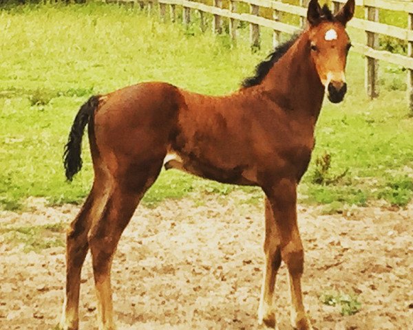 Zuchtstute Chili Gold W (Westfale, 2015, von Chaccos' Son)