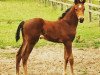 broodmare Chili Gold W (Westphalian, 2015, from Chaccos' Son)