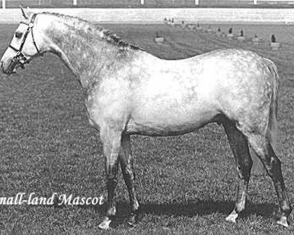 stallion Small-Land Mascot (Welsh Partbred, 1979, from Small-Land Mambrino)