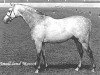 stallion Small-Land Mascot (Welsh Partbred, 1979, from Small-Land Mambrino)