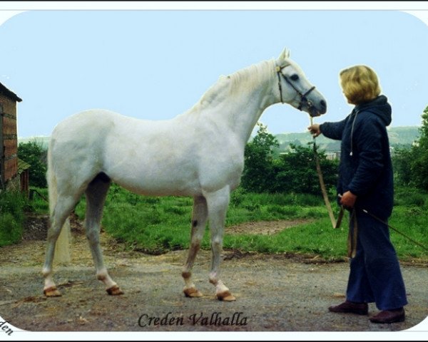 horse Creden Valhalla (British Riding Pony, 1962, from Bwlch Valentino)
