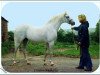 horse Creden Valhalla (British Riding Pony, 1962, from Bwlch Valentino)