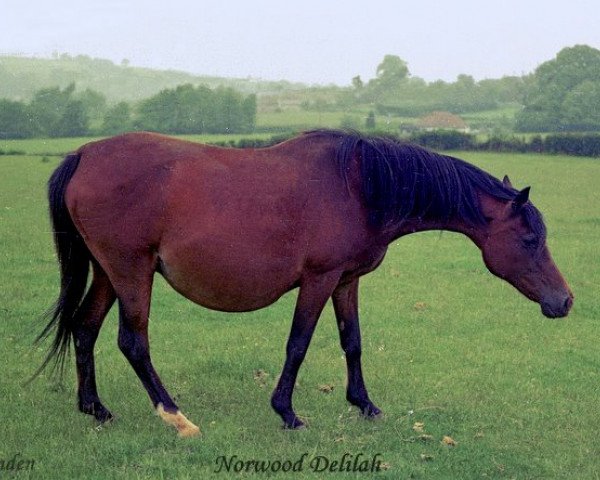 broodmare Norwood Delilah (British Riding Pony, 1960, from Samson ox)