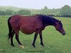 Zuchtstute Norwood Delilah (British Riding Pony, 1960, von Samson ox)