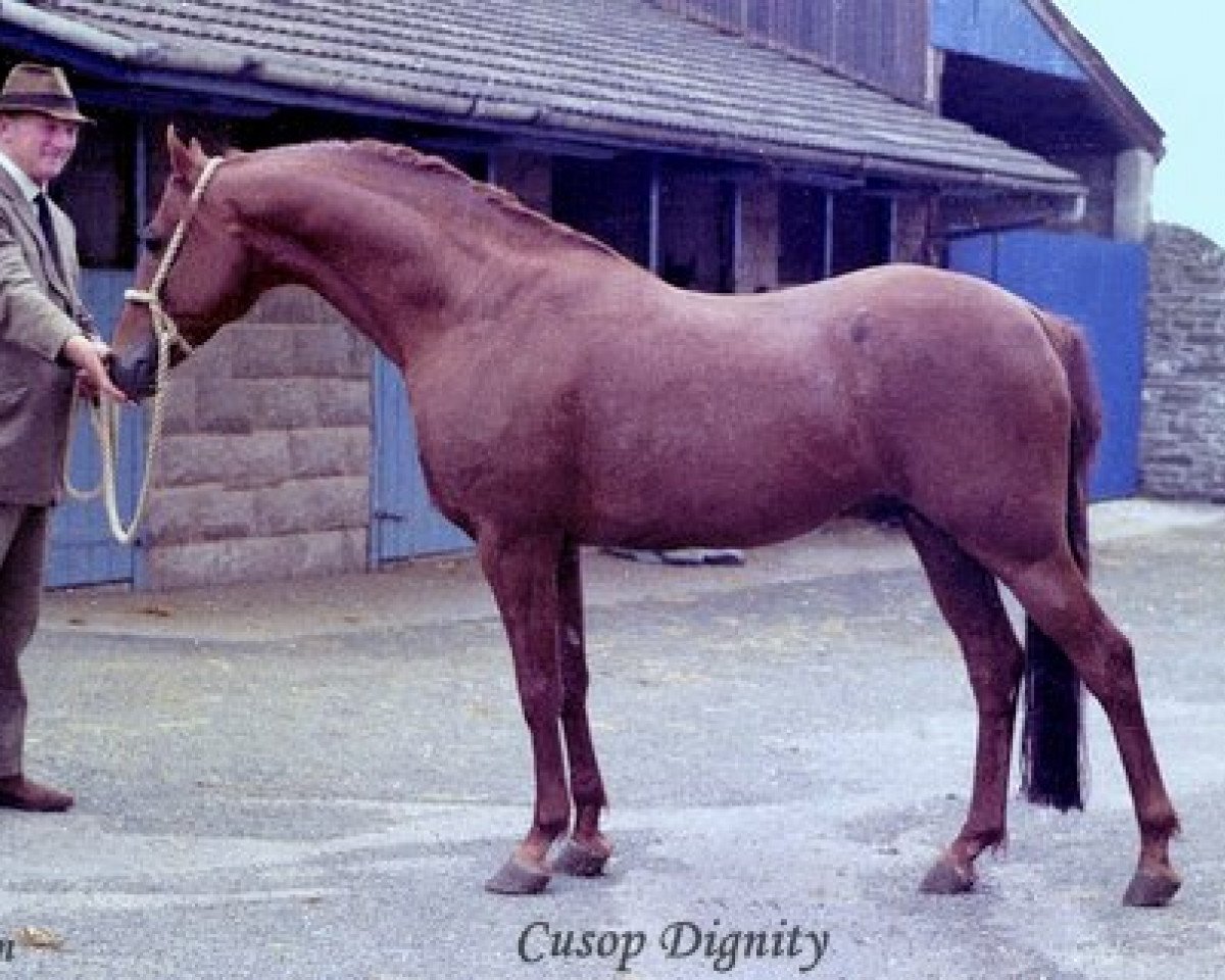 stallion Cusop Dignity (British Riding Pony, 1966, from Bwlch Valentino)