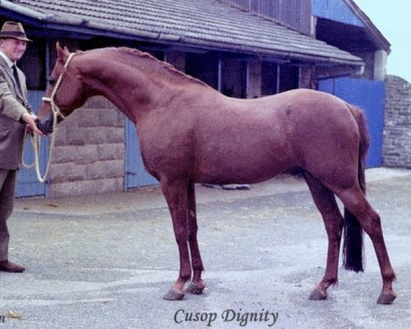 stallion Cusop Dignity (British Riding Pony, 1966, from Bwlch Valentino)
