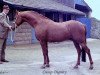 stallion Cusop Dignity (British Riding Pony, 1966, from Bwlch Valentino)