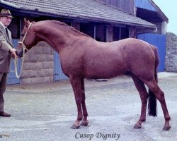 stallion Cusop Dignity (British Riding Pony, 1966, from Bwlch Valentino)