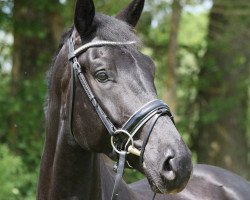 dressage horse Darko 39 (Oldenburg, 2010, from Desperados FRH)