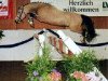 Dressurpferd Frankenhoeh's Kir Royal (Deutsches Reitpony, 1999, von Bonsay)