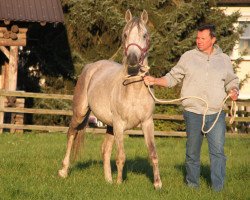 horse Atbahn Al Qusar (Arabian thoroughbred, 2012, from Teymur B ox)