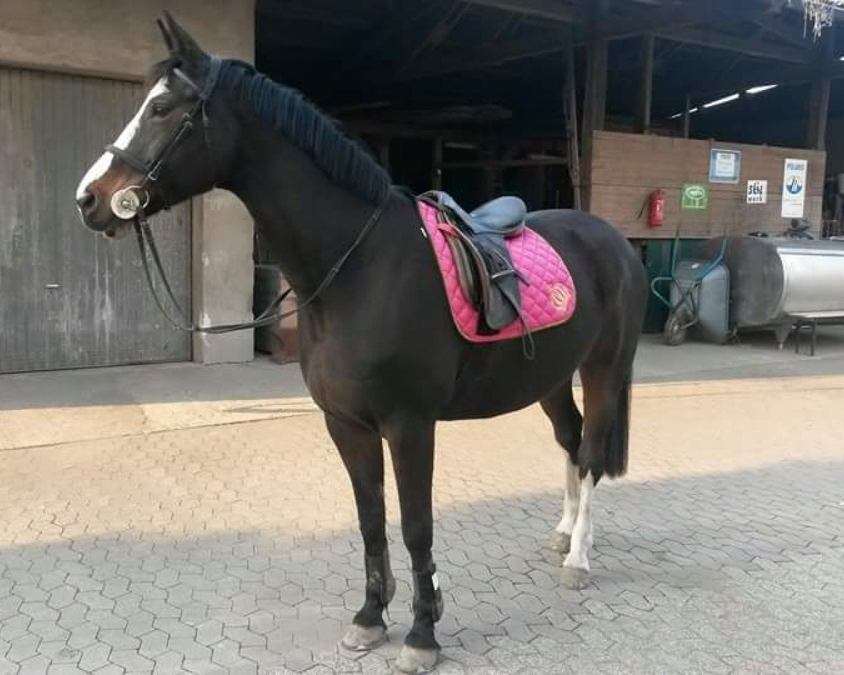 Pferd Landdame (Rheinländer, 2003, von Lord Sinclair II)