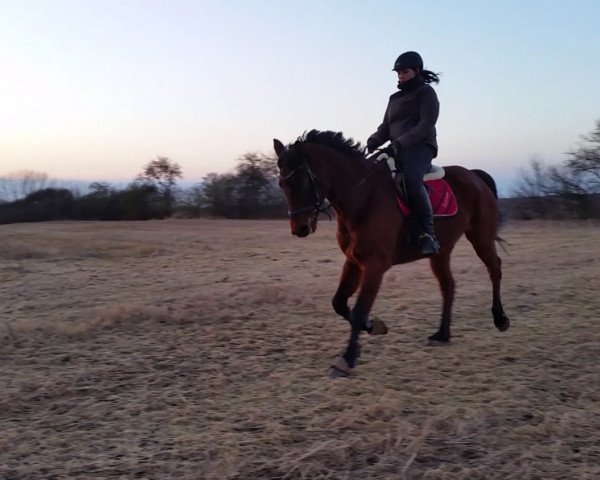 dressage horse Little Big Man 37 (German Warmblood, 2008)