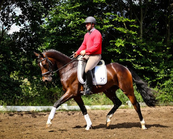 dressage horse Wallach von Fürst Romancier (Hanoverian, 2012, from Fürst Romancier)