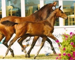 dressage horse Starbuck (Westphalian, 2003, from Show Star)