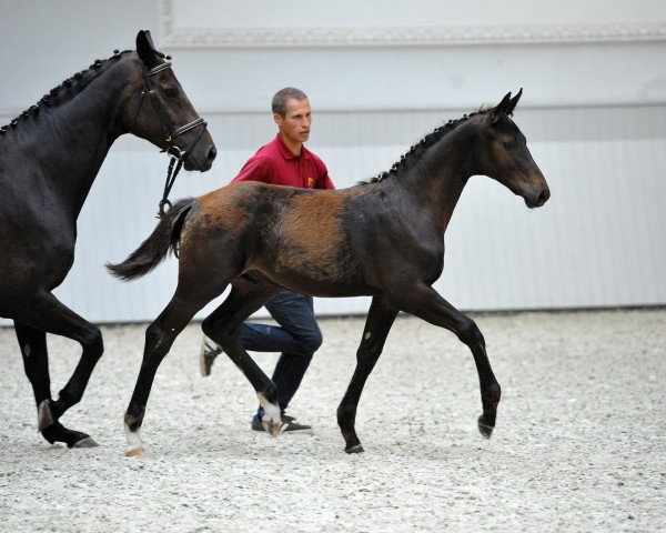 dressage horse Casanova (German Sport Horse, 2015, from CADEAU NOIR)