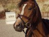 dressage horse Petite Fleur (German Riding Pony, 2006, from Pole Position - Wengelo's Olaf)