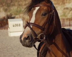 Dressurpferd Petite Fleur (Deutsches Reitpony, 2006, von Pole Position - Wengelo's Olaf)