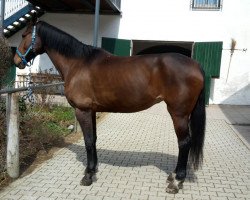 Pferd Diana (Westfale, 2001, von Don Bedo I)