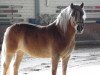 dressage horse Aliska (Haflinger, 2008, from Arachon I)