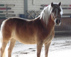 dressage horse Aliska (Haflinger, 2008, from Arachon I)