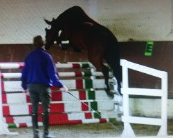 broodmare Rumina (Oldenburg, 2006, from Quidam's Rubin)