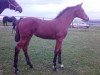 dressage horse Suffragette CH (Westphalian, 2014, from Sir Heinrich OLD)