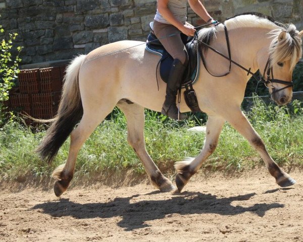 horse Nordstjernen (Fjord Horse, 2014, from Orkan Skovå)