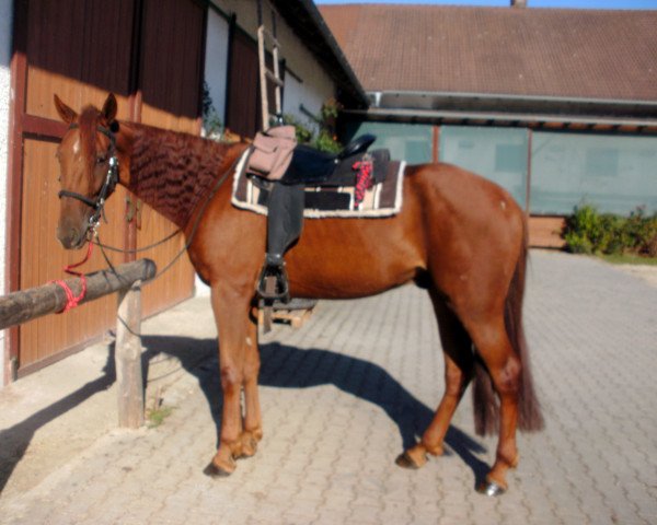 Pferd Lucky (Französischer Traber, 2011)