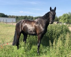 jumper Lucio 47 (German Sport Horse, 2011, from Luxelot)