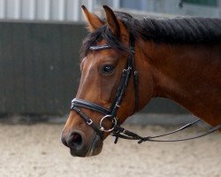 jumper Ce Jay (Hanoverian, 2007, from Concetto)