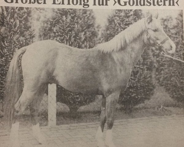 Deckhengst Goldstern (Deutsches Reitpony, 1982, von Gromet 1971 ox)
