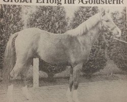 stallion Goldstern (German Riding Pony, 1982, from Gromet 1971 ox)