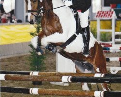 broodmare Pizula's Savina (Pinto / Small Riding Horse, 2001, from Showtime)