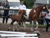 Dressurpferd Summer Time 9 (Deutsches Reitpony, 2013, von Beautyful Stallion)