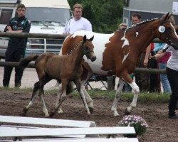 Dressurpferd Summer Time 9 (Deutsches Reitpony, 2013, von Beautyful Stallion)