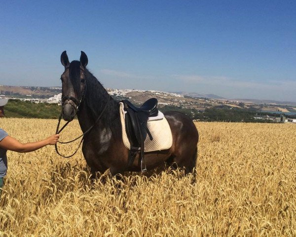 horse JULIO Y (Pura Raza Espanola (PRE), 2011)