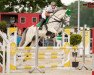 jumper Chevalier 95 (German Sport Horse, 2008, from Cesaro)