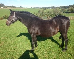 broodmare Fabaletta (Holsteiner, 1991, from Contender)