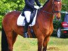 Dressurpferd Antaios HL (Trakehner, 2004, von Cadeau)