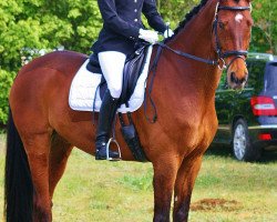 dressage horse Antaios HL (Trakehner, 2004, from Cadeau)