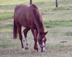 broodmare Trutzberg (German Riding Pony, 2001, from FS Don't Worry)