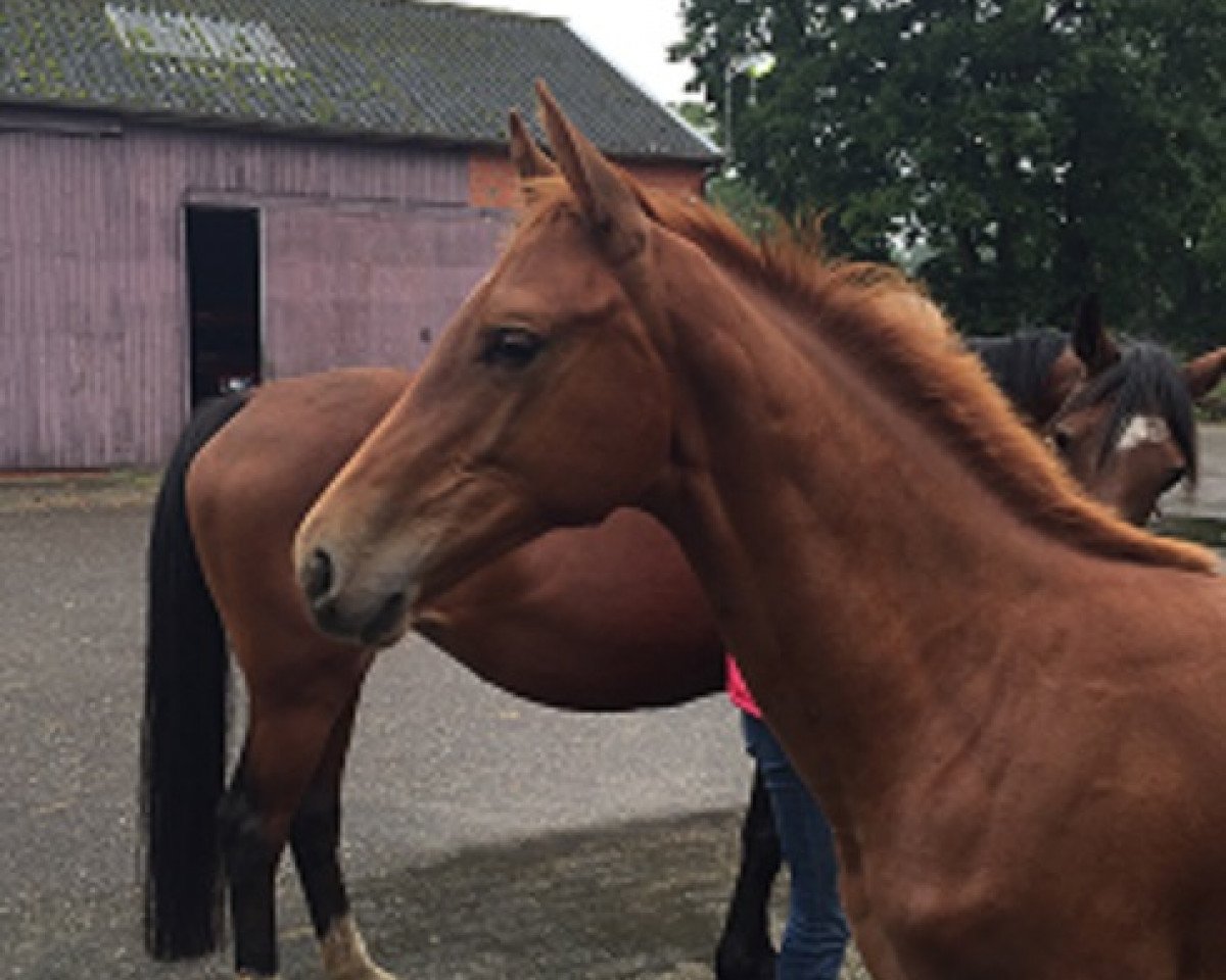 jumper Keep Tender F (KWPN (Royal Dutch Sporthorse), 2015, from Chaman)