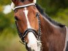 dressage horse Ede SF (Westphalian, 2006, from Ehrentusch)