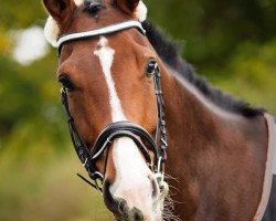 dressage horse Ede SF (Westphalian, 2006, from Ehrentusch)