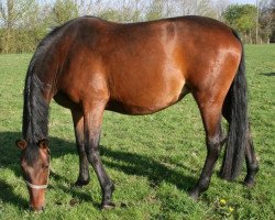 broodmare Welsh Lady (Holsteiner, 2006, from Nekton)