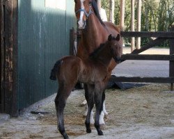 broodmare Dornroeschen3 (Holsteiner, 1989, from Calvados II)