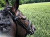 dressage horse Don doue (Oldenburg, 2002, from Bmc Don Cardinale)