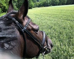 dressage horse Don doue (Oldenburg, 2002, from Bmc Don Cardinale)