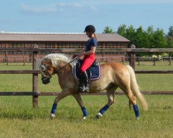 Dressurpferd Adam 42 (Haflinger, 2005, von Aggenstein)